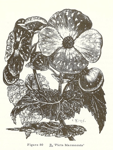 B. ‘Picta Marmorata’